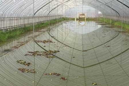 大棚养虾是淡水还是海水