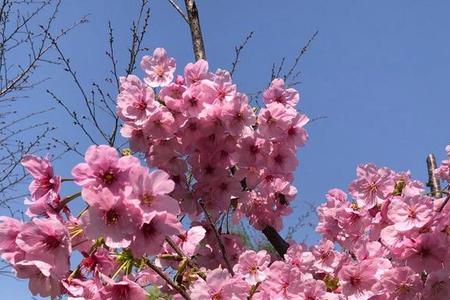 大朵樱花叫什么花