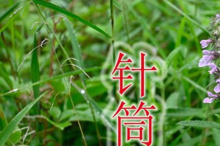 地参开什么样的花