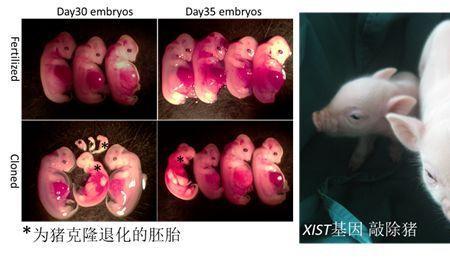 梦幻克隆和稀有克隆的区别