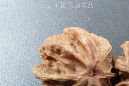 秦八棱属于野生核桃吗
