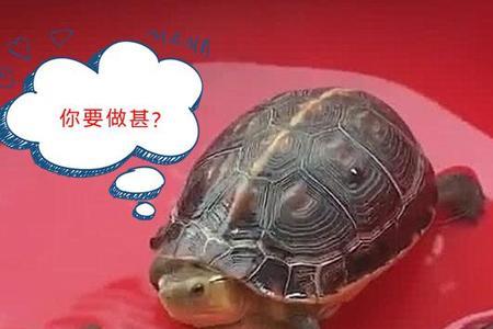 乌龟刚生下的蛋为什么是很烫