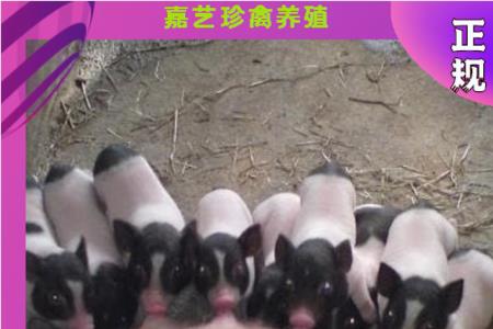 巴马小香猪和野猪杂交能长多大