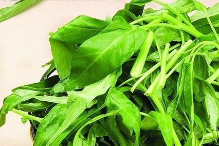 空心菜用牛粪还是猪粪好