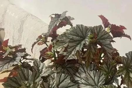 霹雳舞秋海棠怎么养