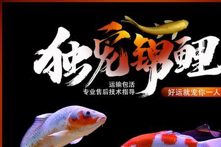 锦鲤和狮子头哪个好