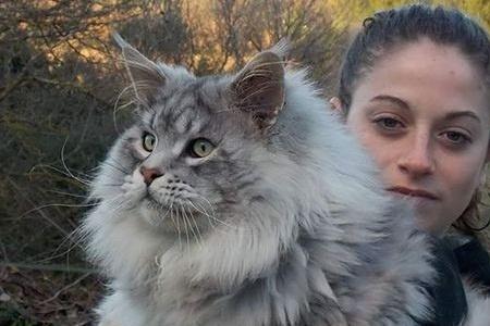 缅因猫喂食量和体重比是多少