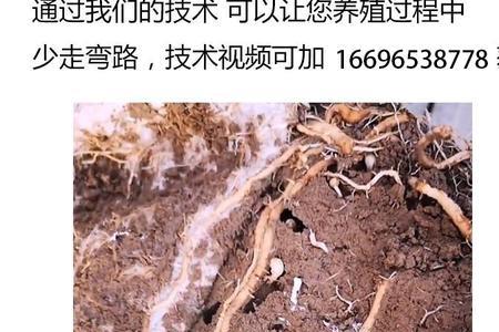 金蝉幼苗孵化出来能存活几天