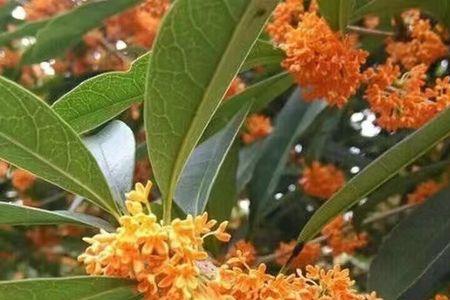 红天香嫁接桂花当年开花吗