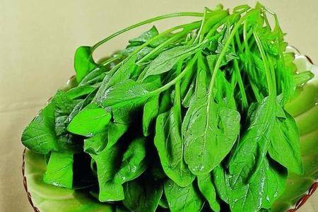 春季广东种什么菜