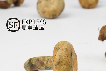 谷熟菌和松乳菇的区别