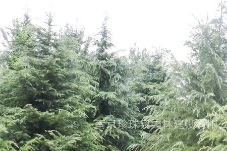 4.5米雪松栽植深度