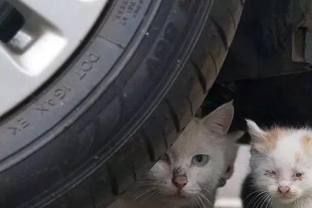 教你怎样辨别流浪猫和野猫