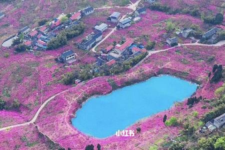 龙泉花解读