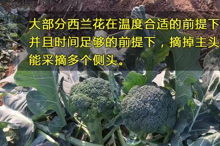 先正达蓝鳞种植方法