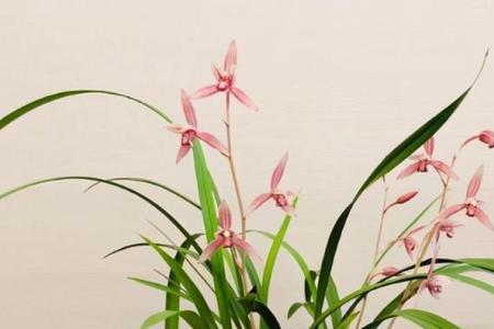 兰花中的樱花品种什么时候开花