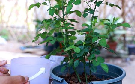 月季花长花苞时能分盆吗