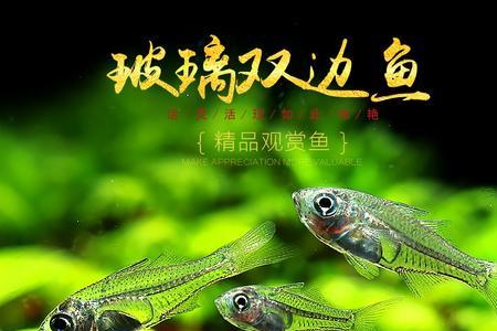 绿天使鱼可以和别的鱼混养吗