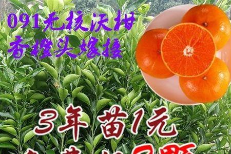 沃柑酸橘头好还是香橙橘头好
