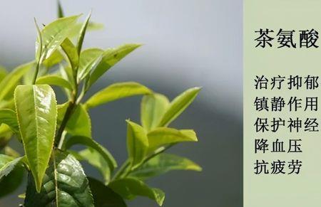 茶氨酸如何溶于水