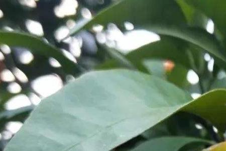 桔树反季节催花技术