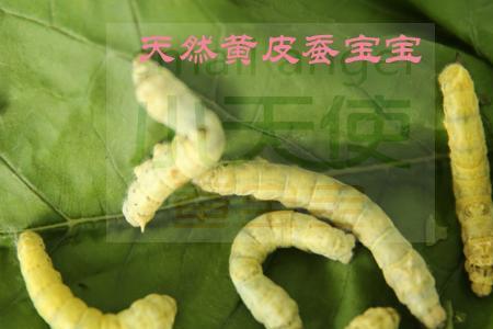 蚕浑身是宝都包括哪些