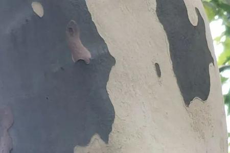 怎么申请成为树洞