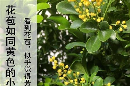求告知米兰花香味的香水
