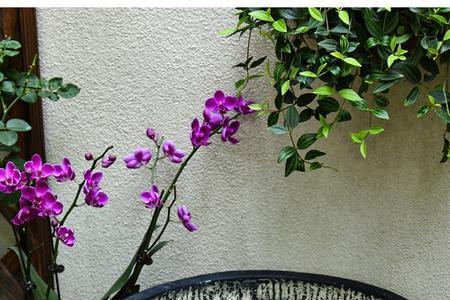 鱼缸莲花哪种好