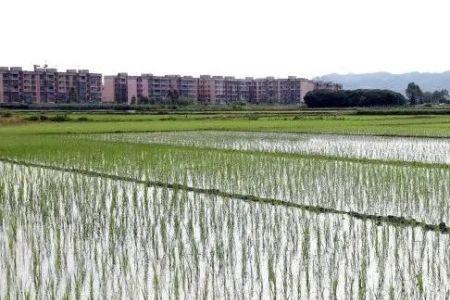 湖南两季水稻种植时间表