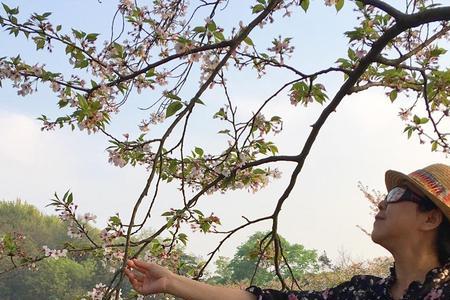 繁花恋什么意思