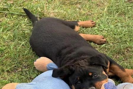 柴犬跟罗威纳哪个好养