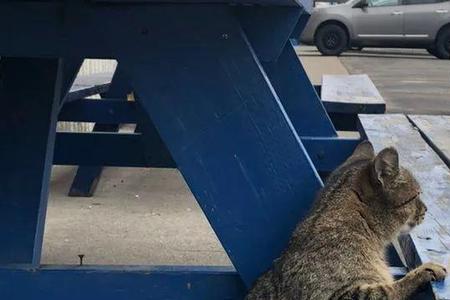 大猫还能拽脖子吗