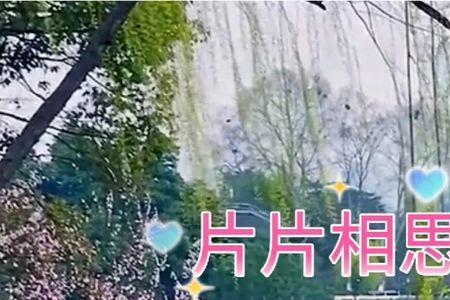 落花含情风含泪是什么意思