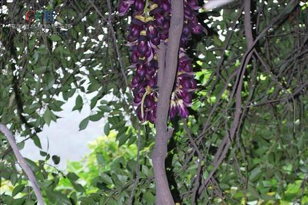 常春油麻藤和白花油麻藤区别
