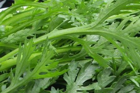 大叶茼蒿移栽密度