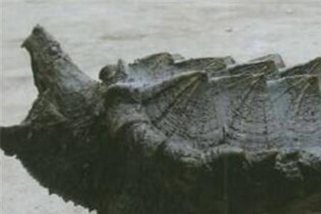 鳄龟干养注意什么