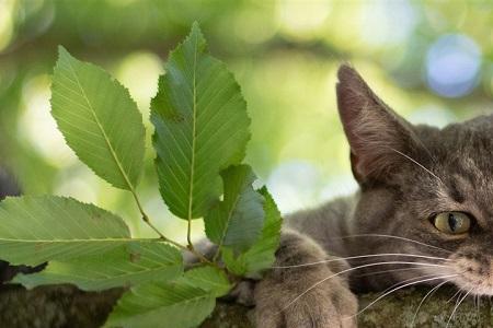 野猫乱叫预示什么