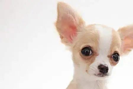 瘦瘦的不会看家的小型犬