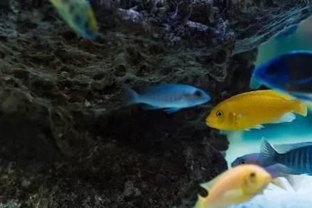 谁是养鱼人面试题
