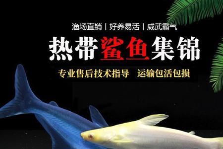 白化蓝鲨好养吗