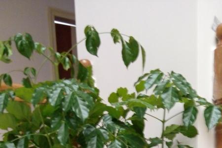 绿宝树烂叶是怎么回事