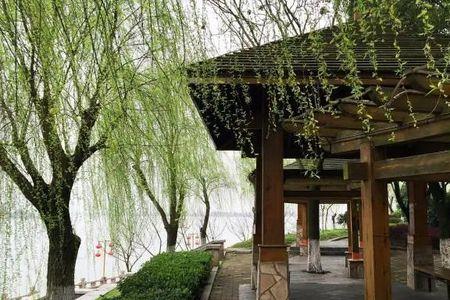 陌上柳叶枯什么意思