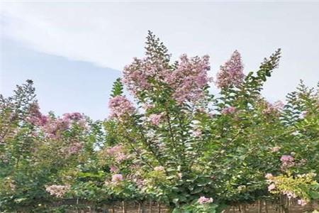 紫微树移植需要办移植手续吗