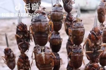 养金蝉什么时候浇水