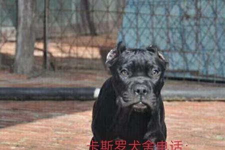 卡斯罗四个月标准体重