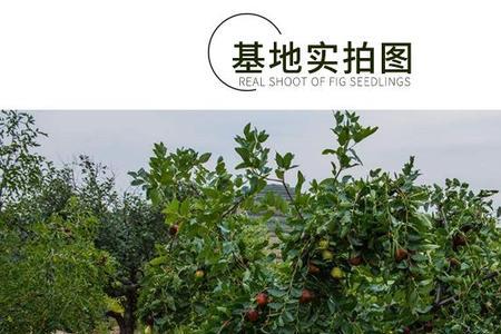 金枣子种子种植方法