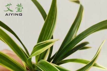 前兰后桂的兰是玉兰还是兰花