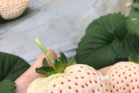 江雪草莓品种介绍