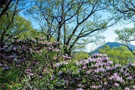 形容漫山遍野花开的词语